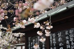 <b>日本出台新规:限制加密货币保证金交易杠杆率</b>